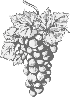 Raisins Exporter Raisins Exporter
